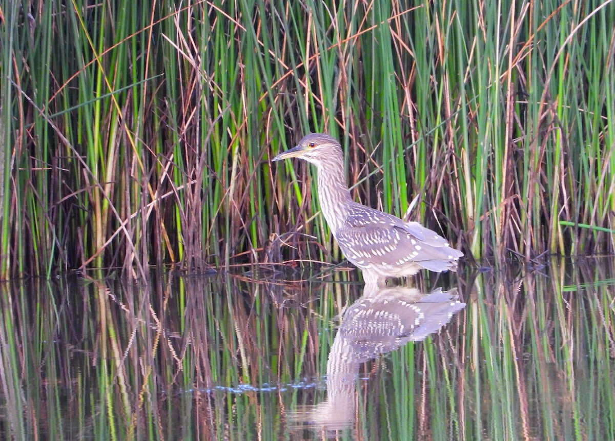 Black-crowned Night Heron - ML622129892