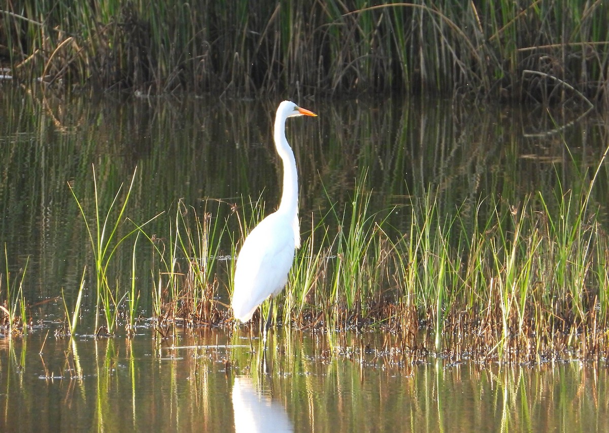 Цасч дэглий - ML622129895