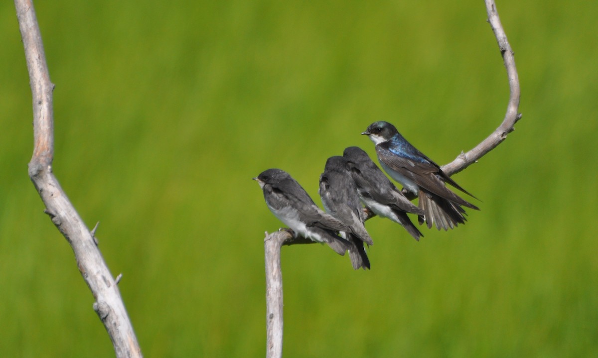 Tree Swallow - ML62212991