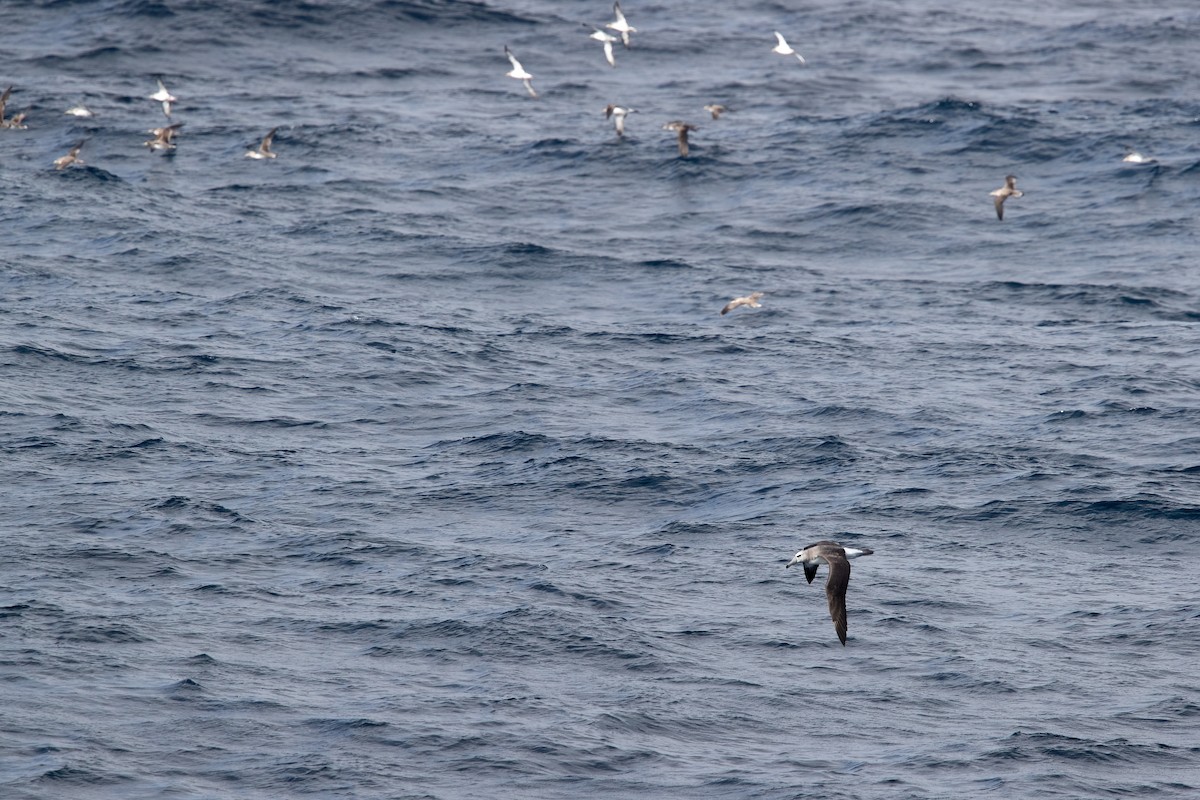 White-capped Albatross - ML622129914
