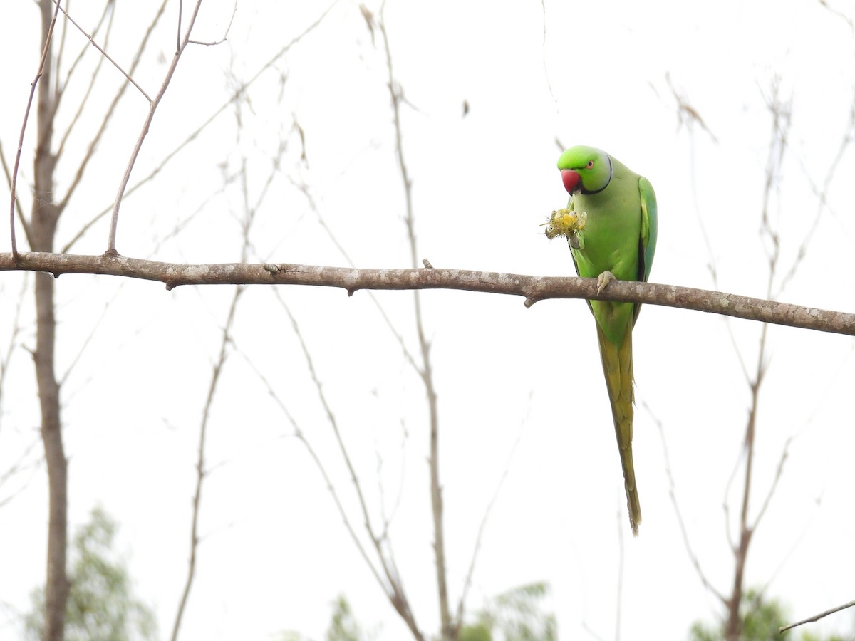 Rose-ringed Parakeet - ML622129929