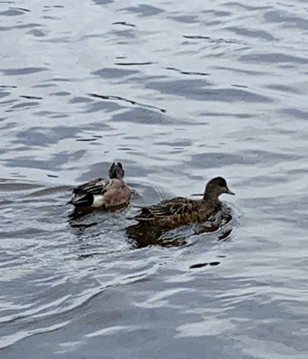 American Wigeon - ML622129932