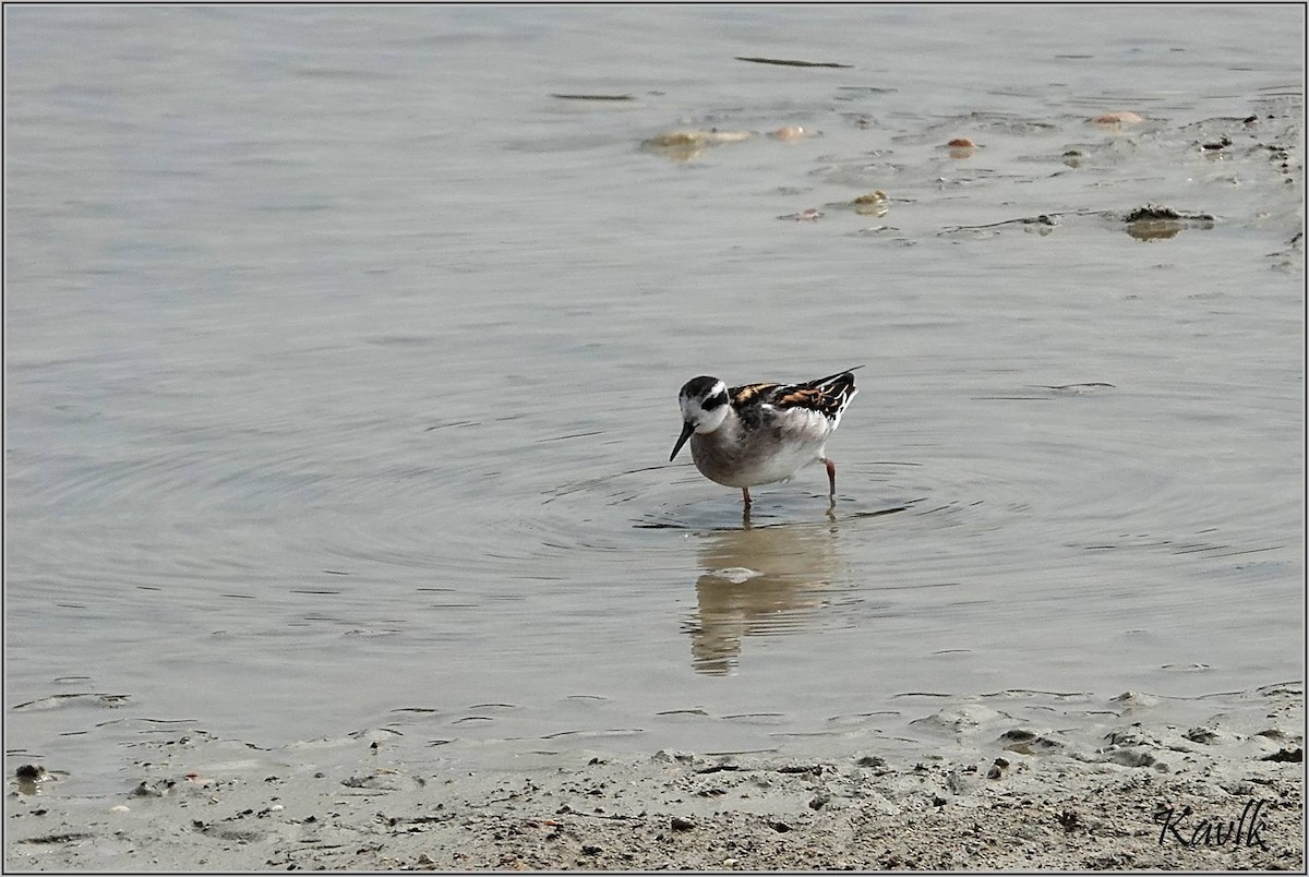 Red-necked Phalarope - ML622129934