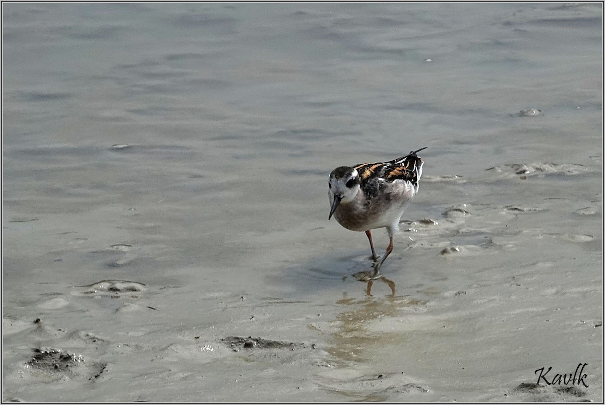 Red-necked Phalarope - ML622129935