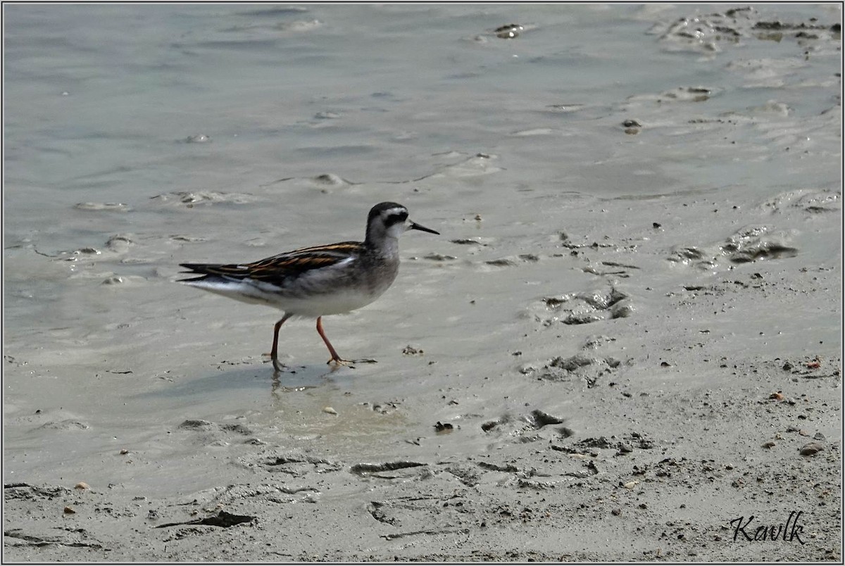 Red-necked Phalarope - ML622129936