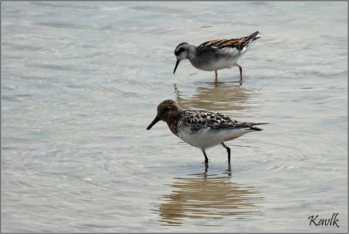 Red-necked Phalarope - ML622129937