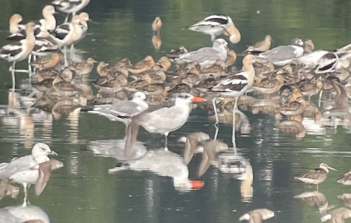 Caspian Tern - ML622129940