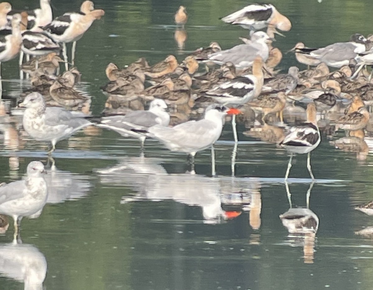 Caspian Tern - ML622129941