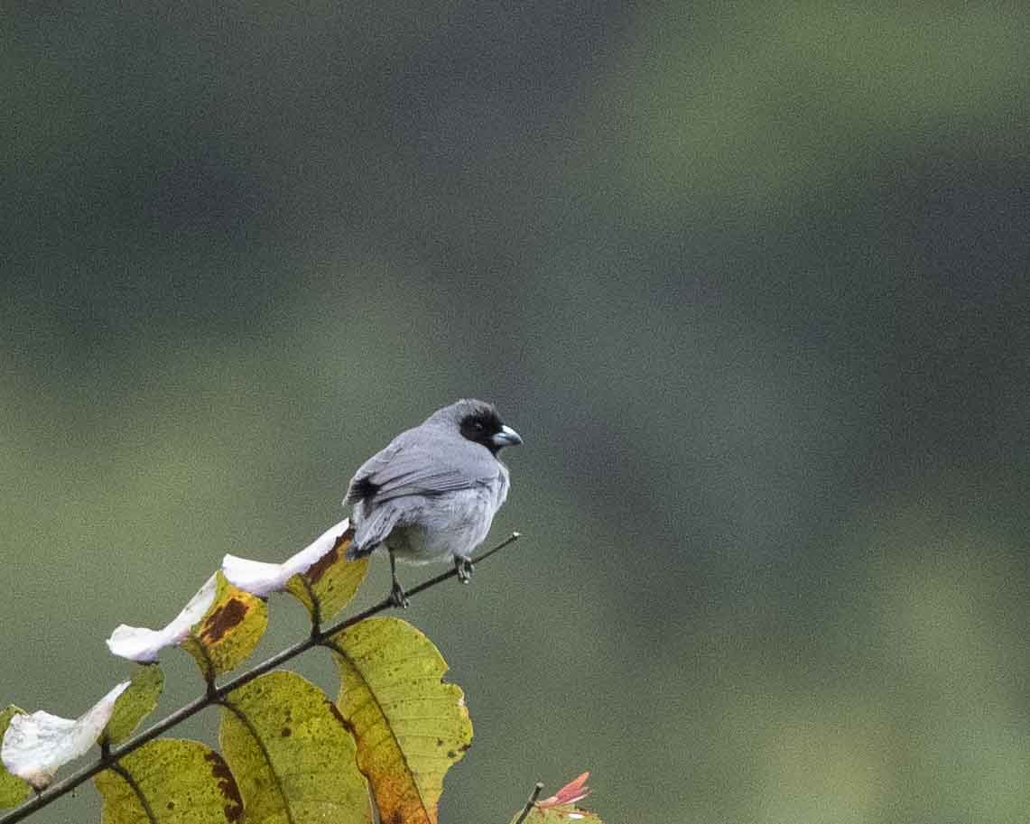 Black-faced Tanager - ML622129942