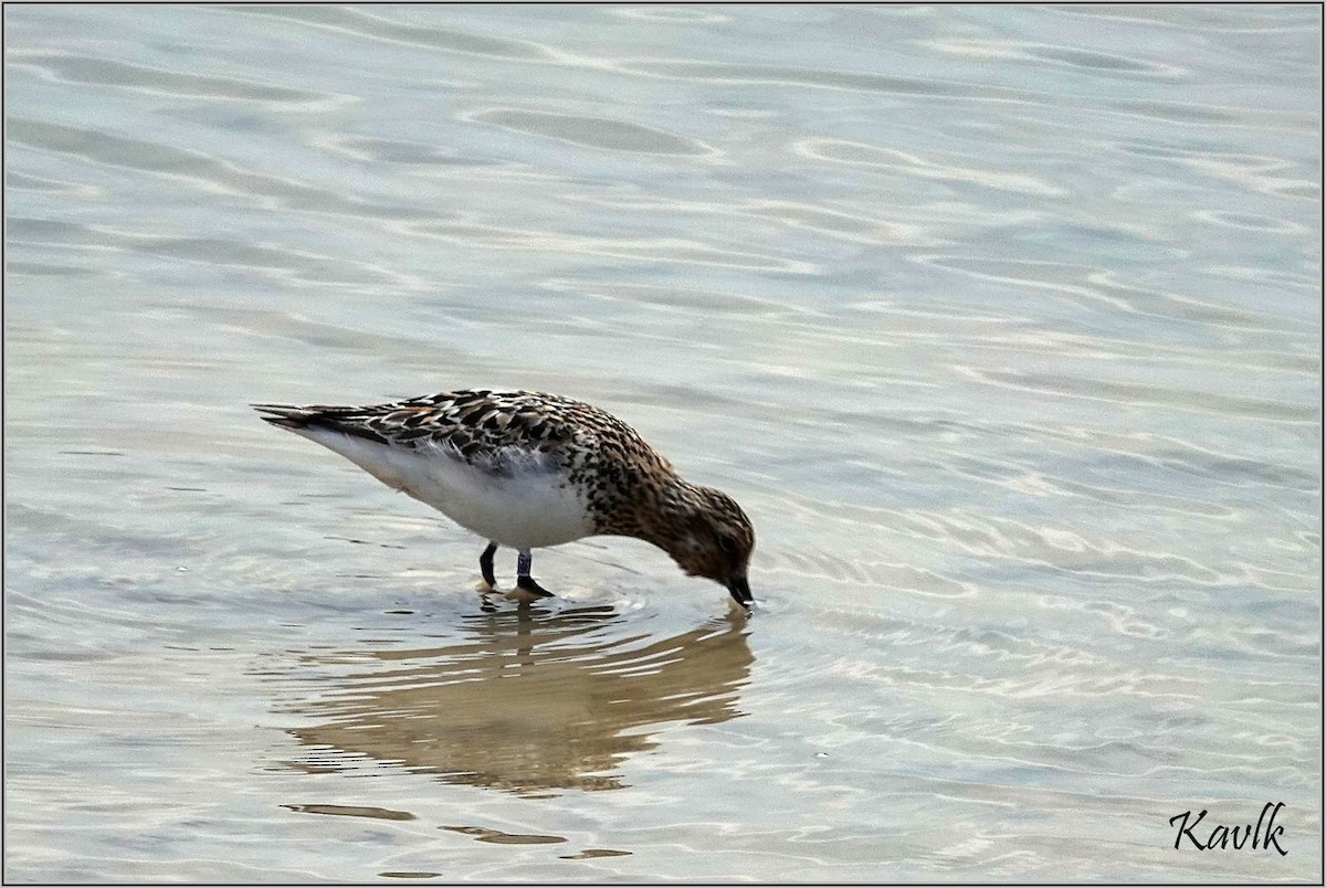 Bécasseau sanderling - ML622129944