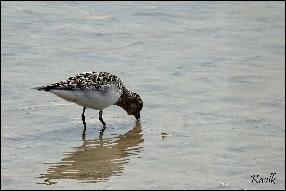 Bécasseau sanderling - ML622129946