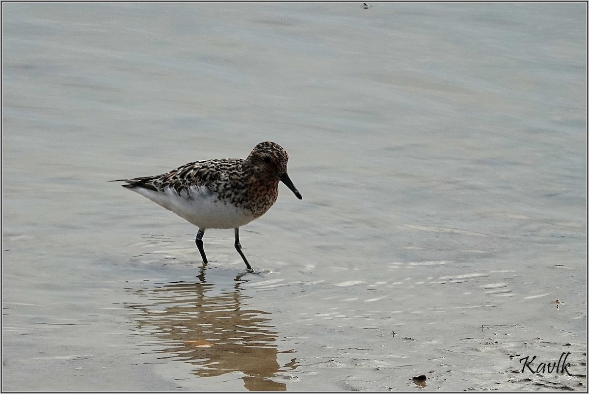 Bécasseau sanderling - ML622129947