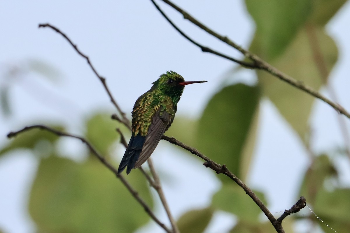 Canivet's Emerald (Salvin's) - John van Dort