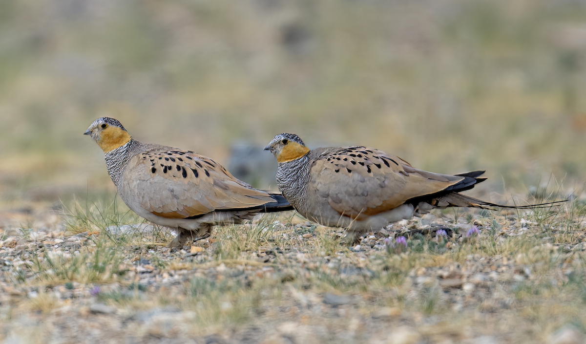 Tibetan Sandgrouse - ML622129951