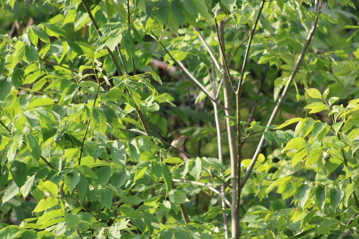 Field Sparrow - Justin Leahy