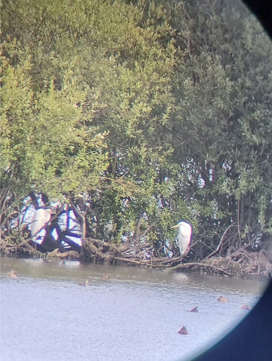 Great Egret - ML622129955