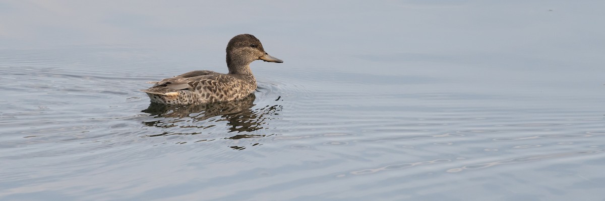 小水鴨(carolinensis) - ML622129956