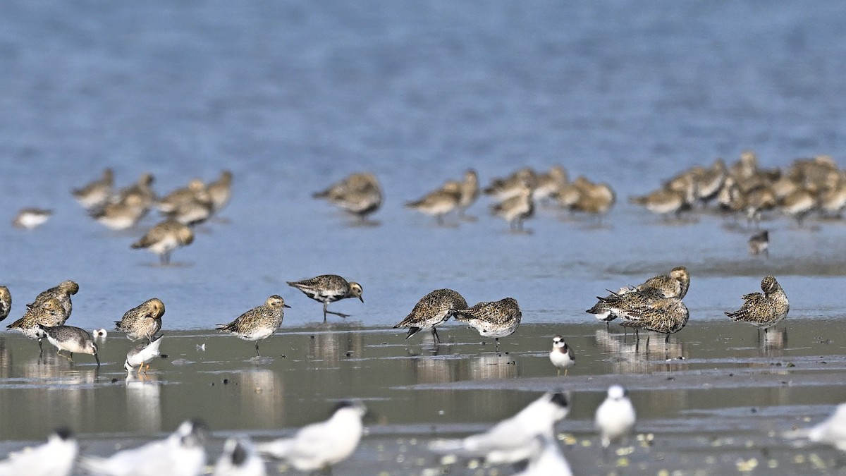 Kentish Plover - ML622129962