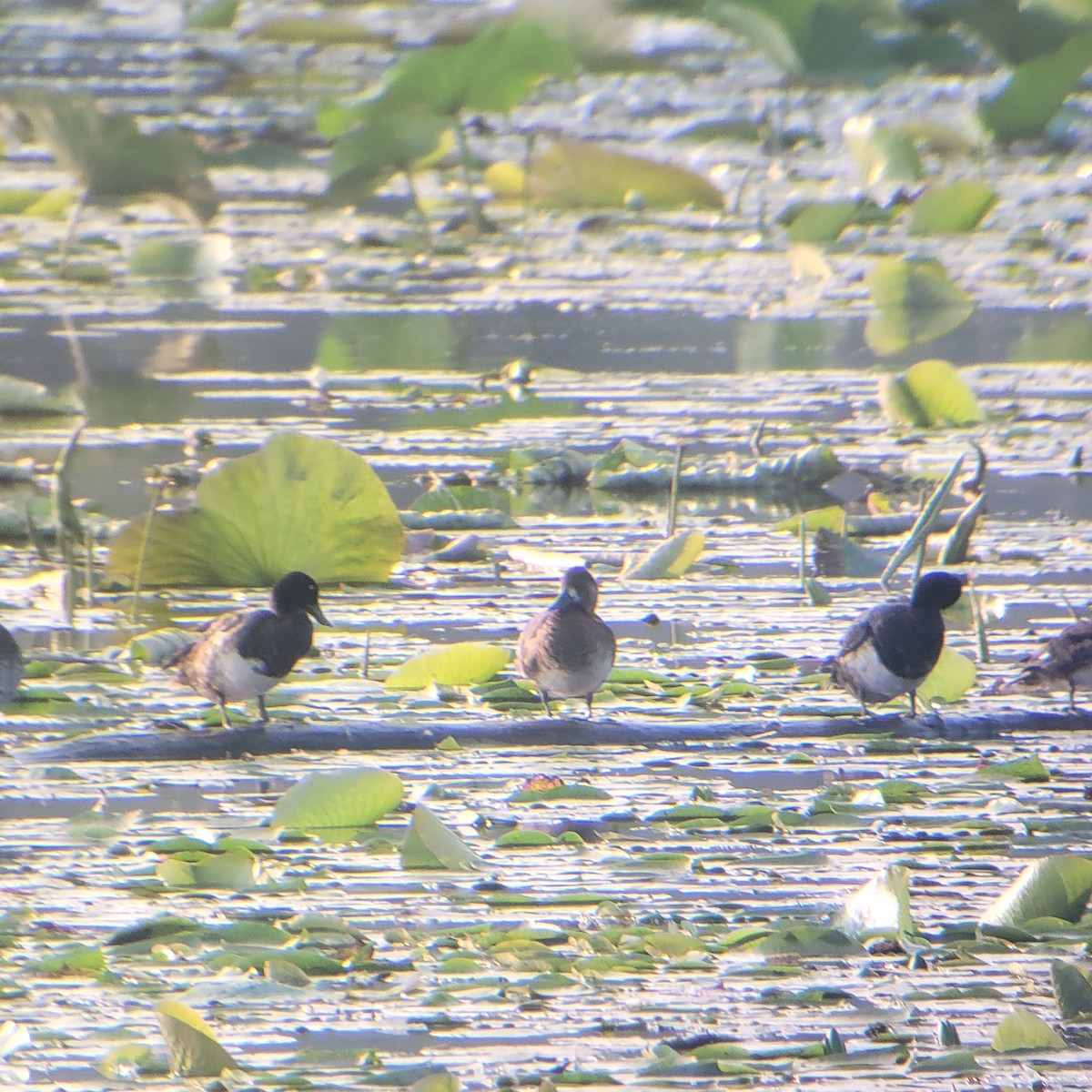 Lesser Scaup - ML622130017