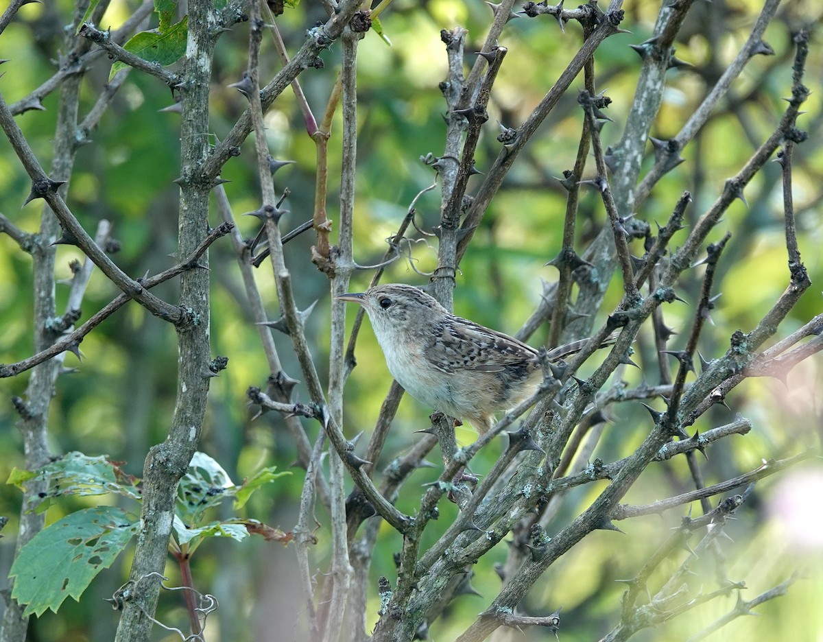 Sedge Wren - ML622130036