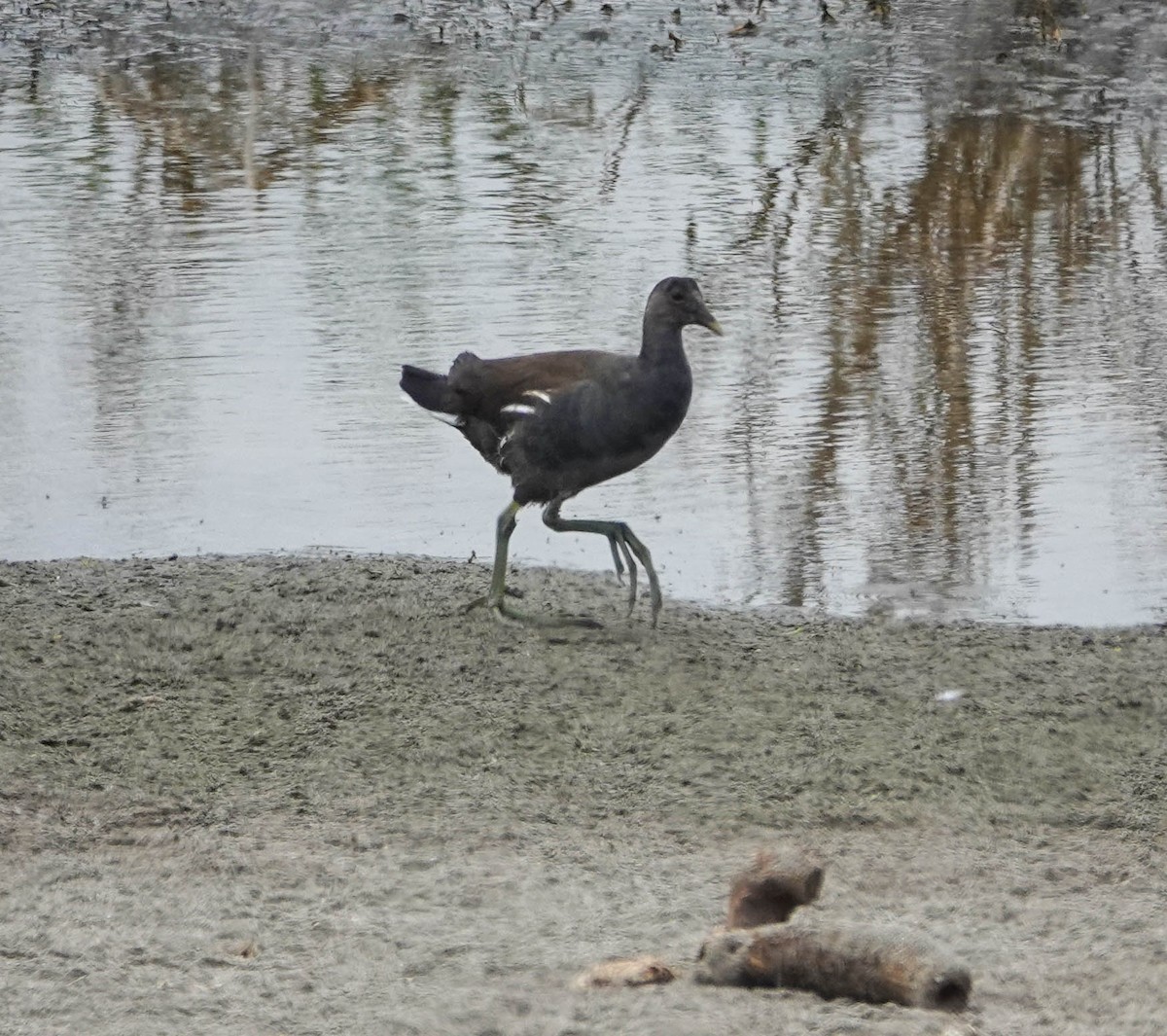 Common Gallinule - ML622130043