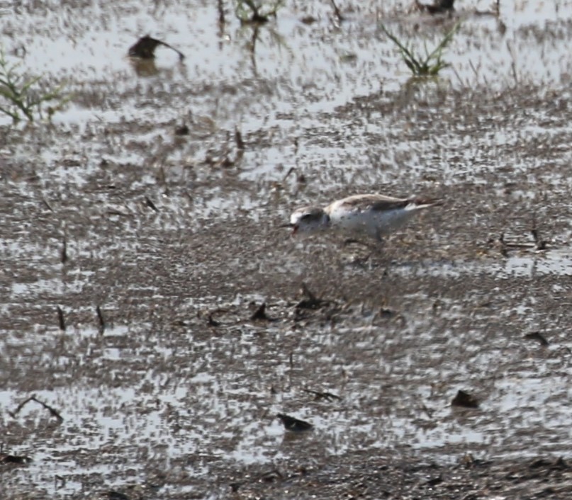 Snowy Plover - ML622130050