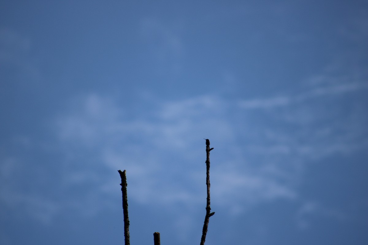 Ruby-throated Hummingbird - ML622130054