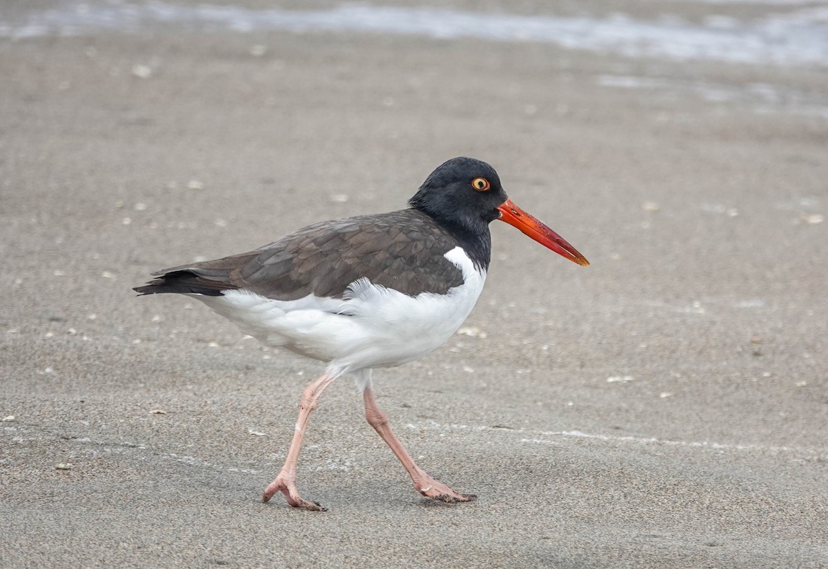 American Oystercatcher - ML622130055