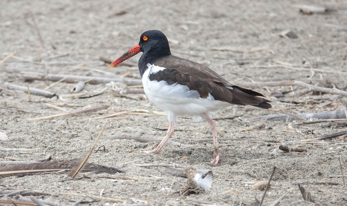 American Oystercatcher - ML622130056