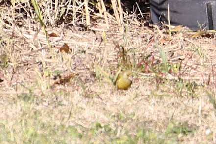 European Greenfinch - ML622130059