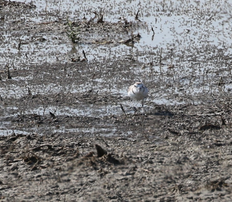 Snowy Plover - ML622130062