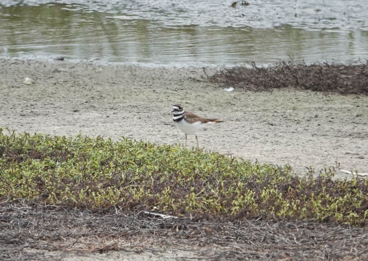 Killdeer - ML622130063