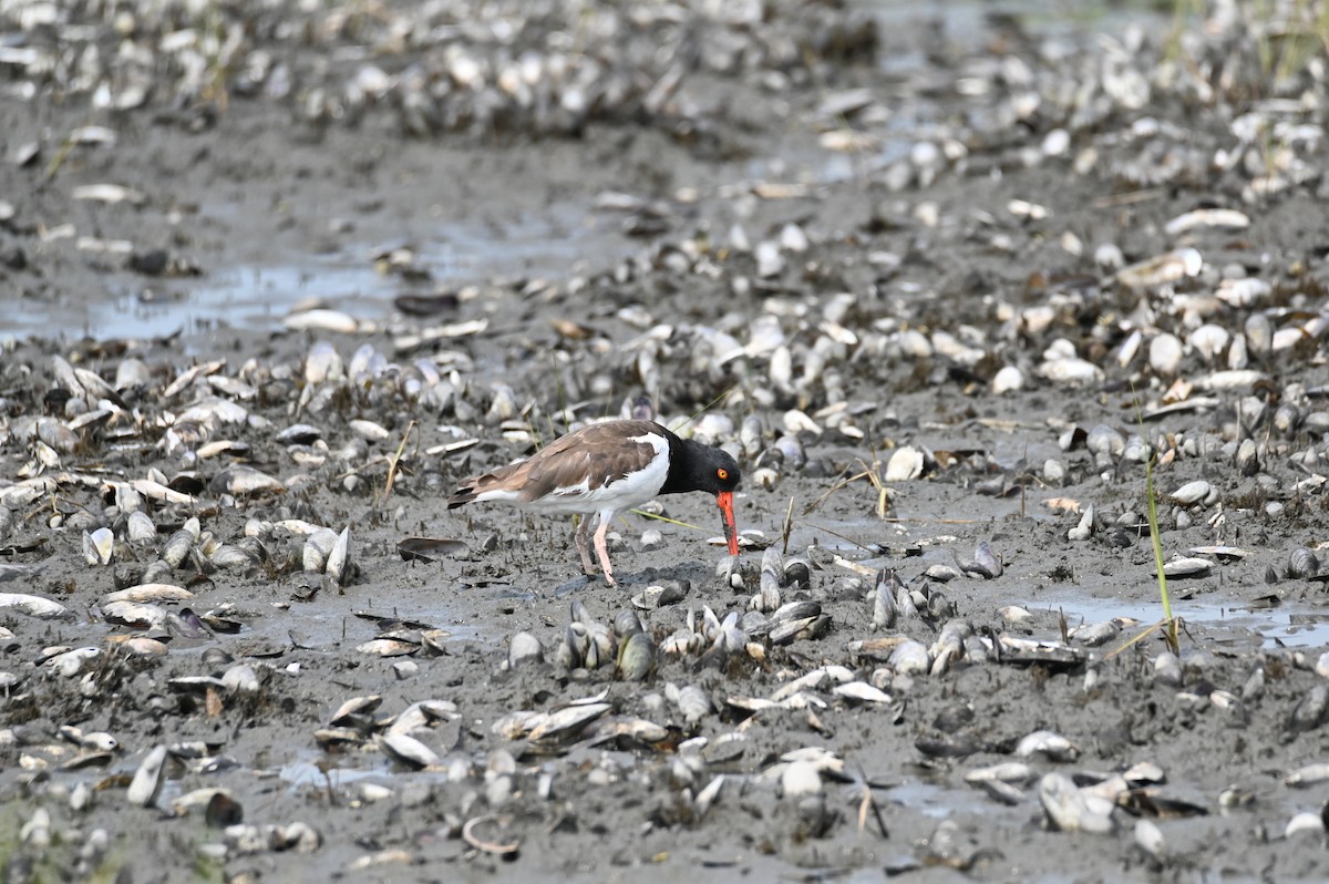 American Oystercatcher - ML622130064