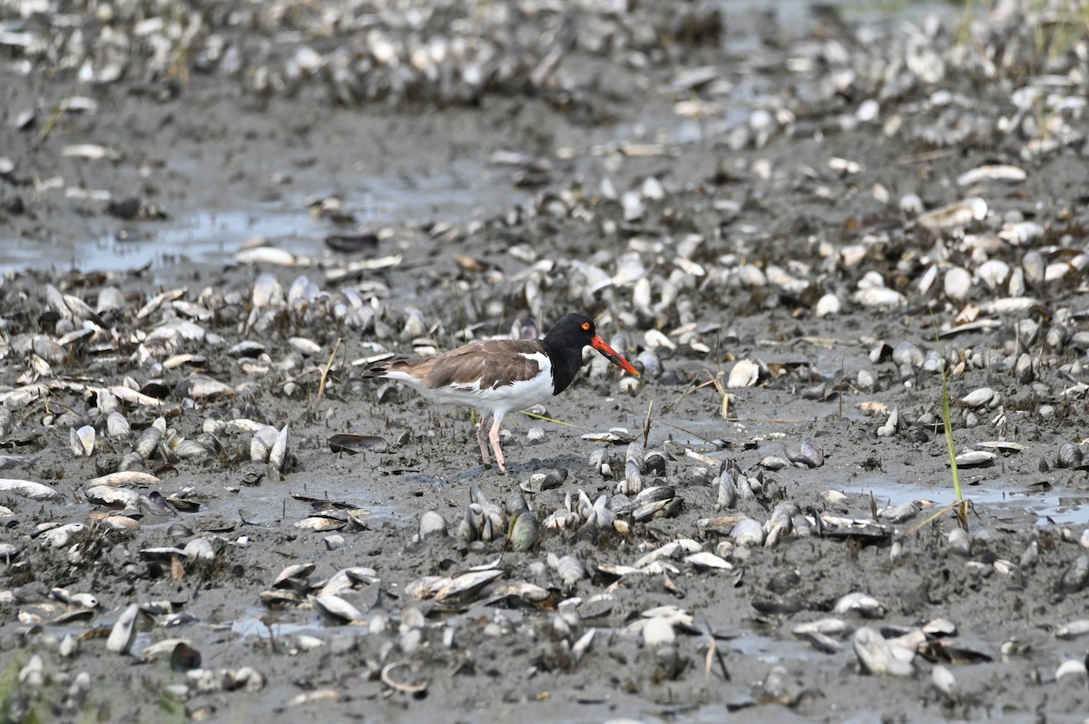 American Oystercatcher - ML622130065