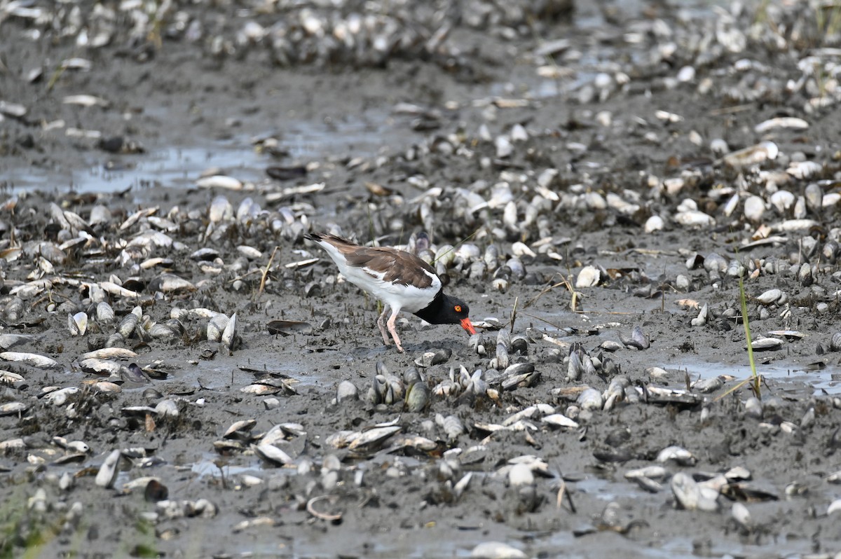 American Oystercatcher - ML622130066