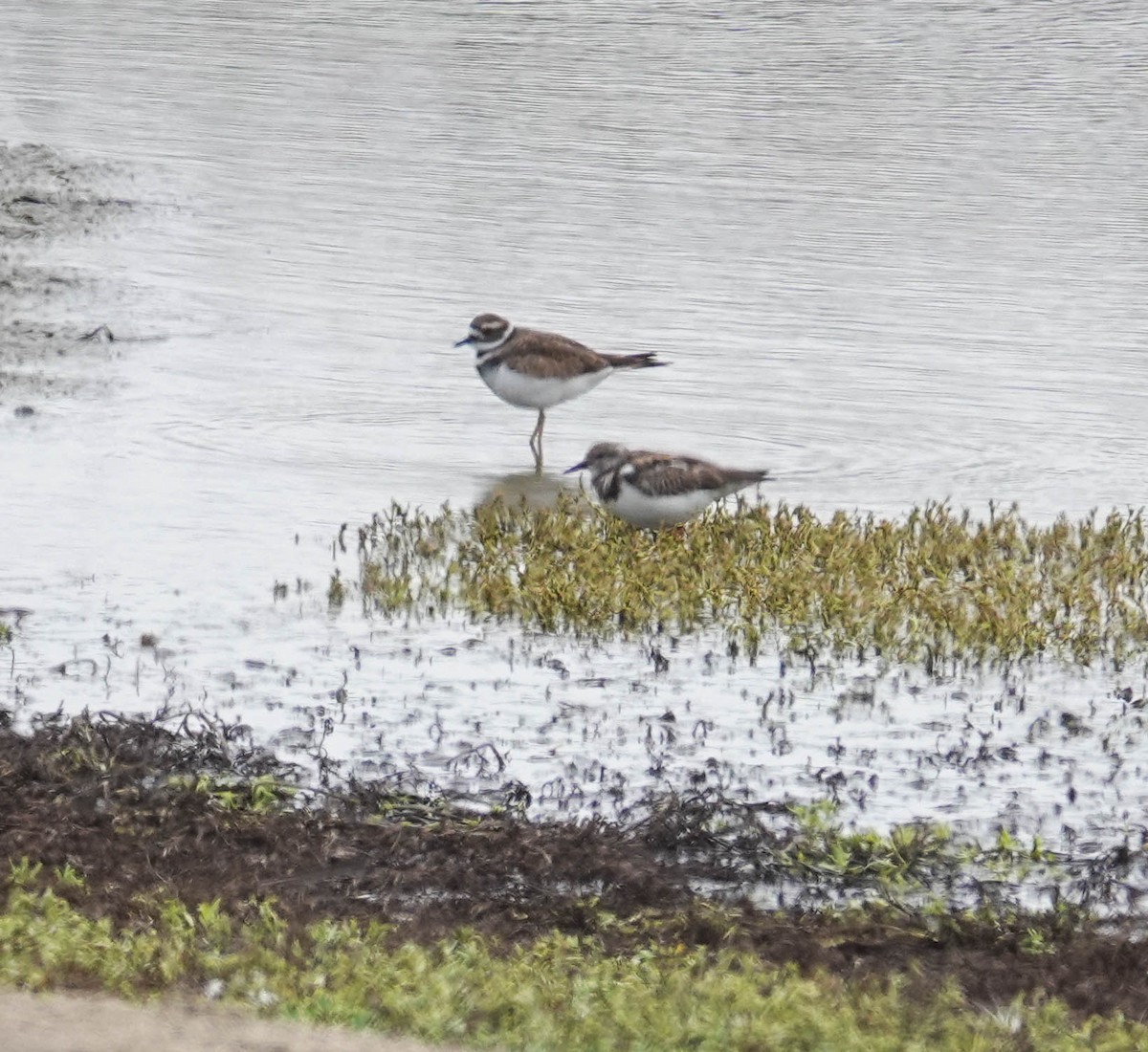 Ruddy Turnstone - ML622130075