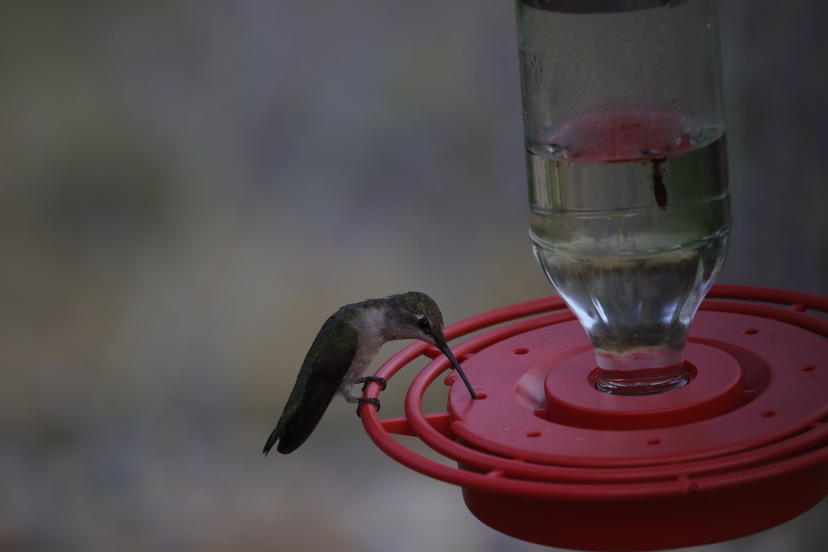 Ruby-throated/Black-chinned Hummingbird - ML622130076