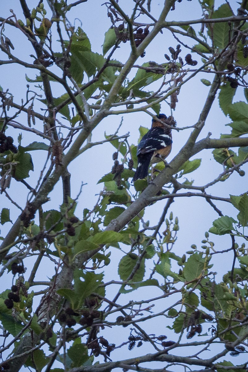 Black-headed Grosbeak - ML622130078