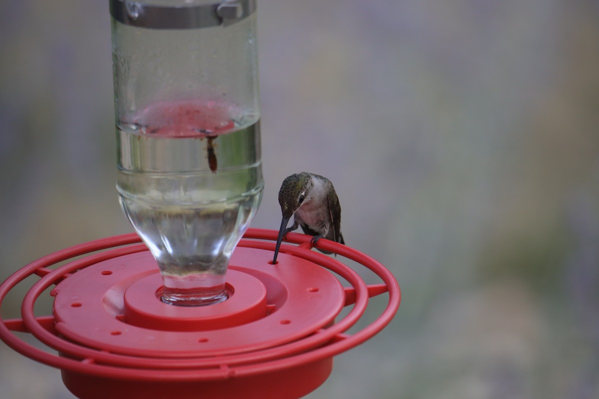 Ruby-throated/Black-chinned Hummingbird - ML622130080