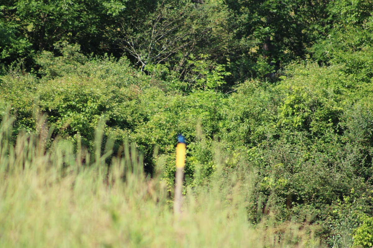 Indigo Bunting - ML622130081