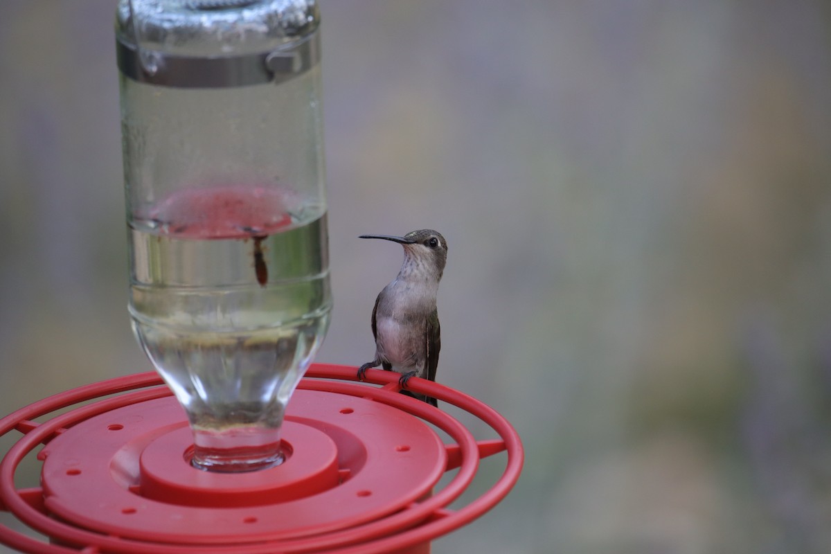 Ruby-throated/Black-chinned Hummingbird - ML622130083