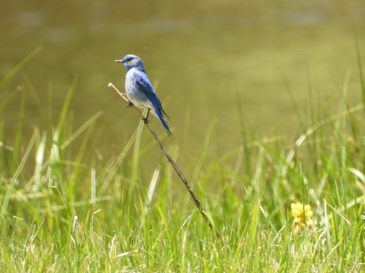 Mountain Bluebird - ML622130084