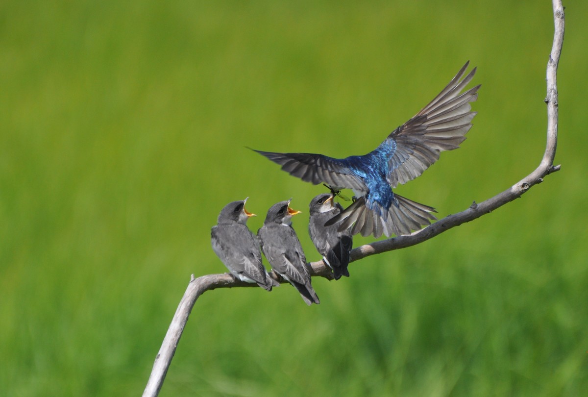 Tree Swallow - ML62213011