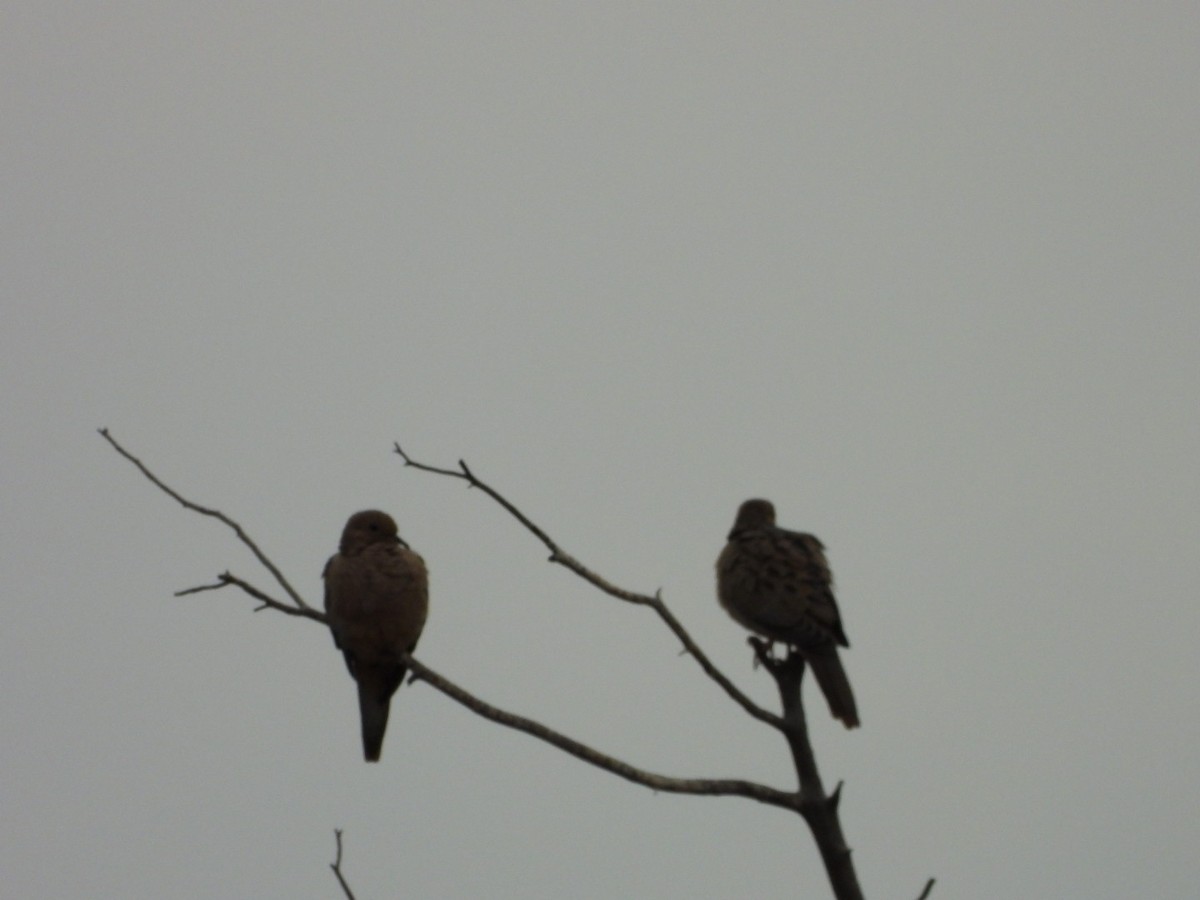 Mourning Dove - Mason Jeffries