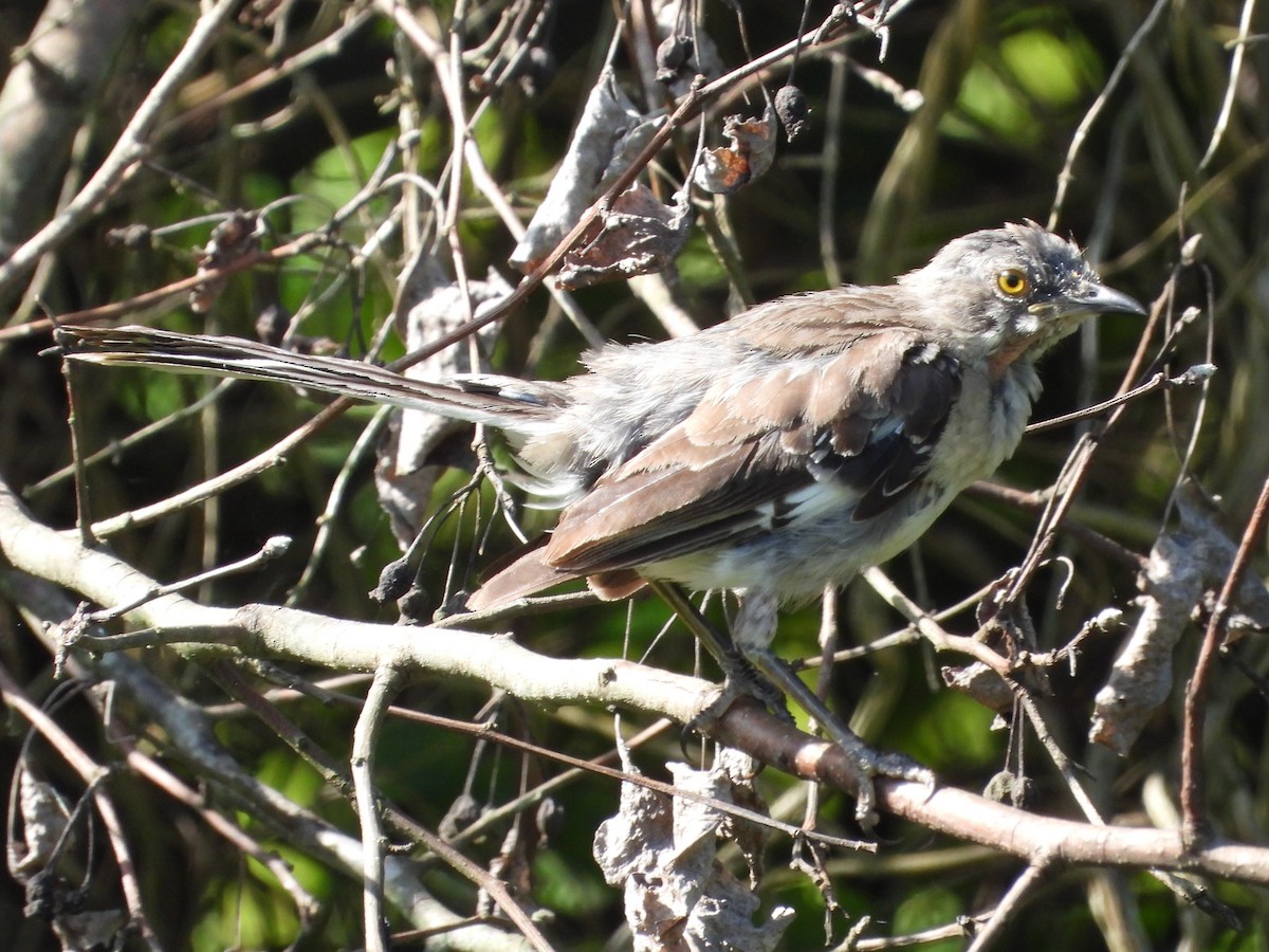 Northern Mockingbird - ML622130241