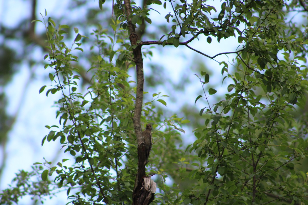 Yellow-bellied Sapsucker - ML622130253