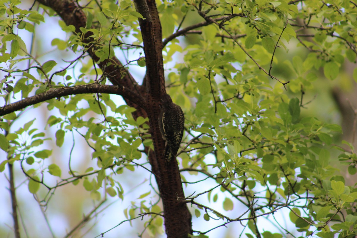 Yellow-bellied Sapsucker - ML622130257