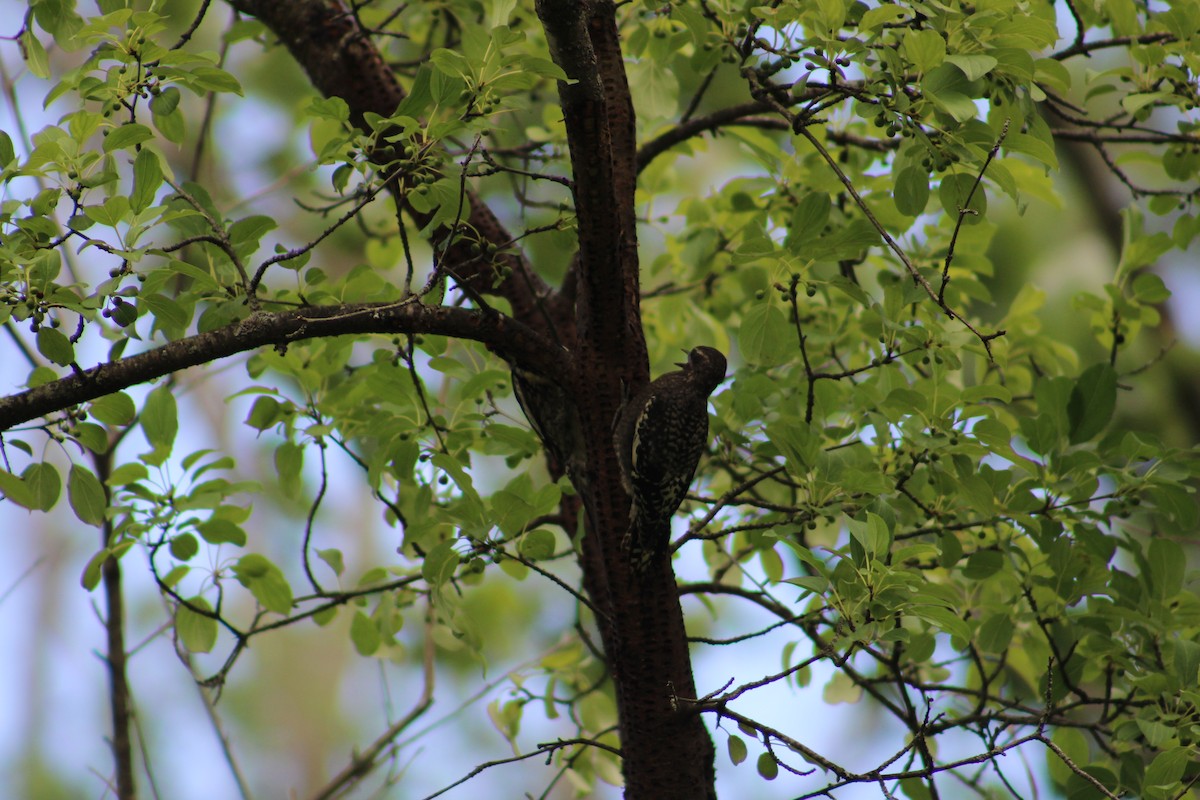 Yellow-bellied Sapsucker - ML622130258