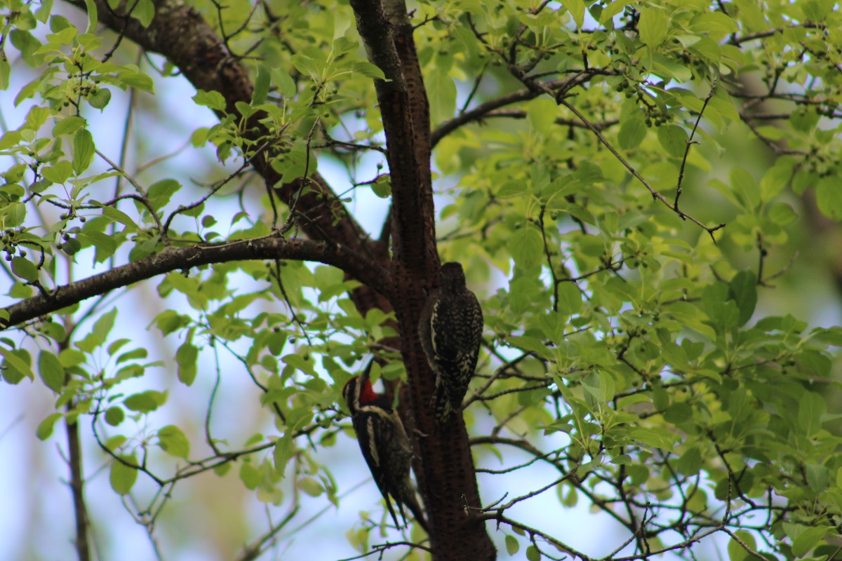 Yellow-bellied Sapsucker - ML622130259