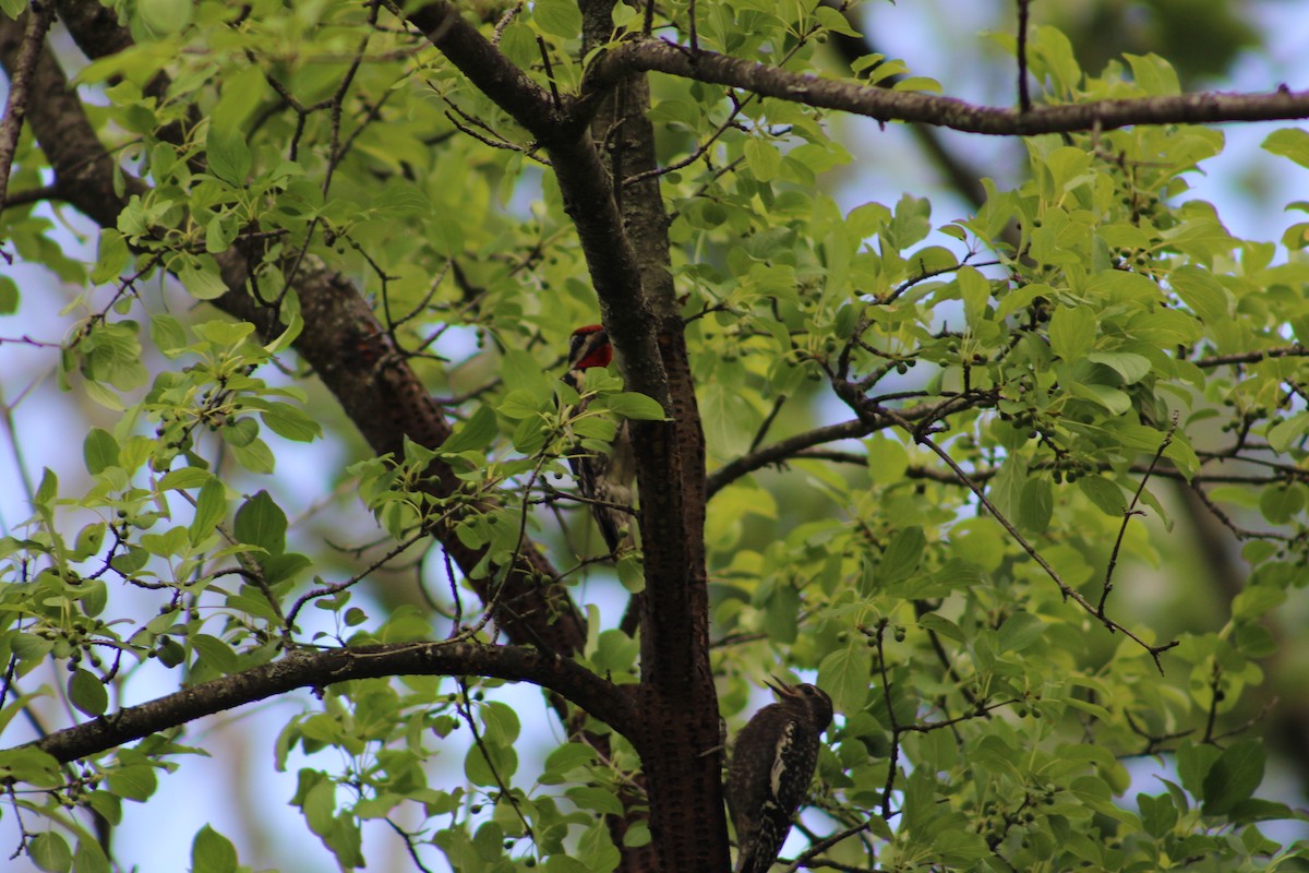 Yellow-bellied Sapsucker - ML622130260